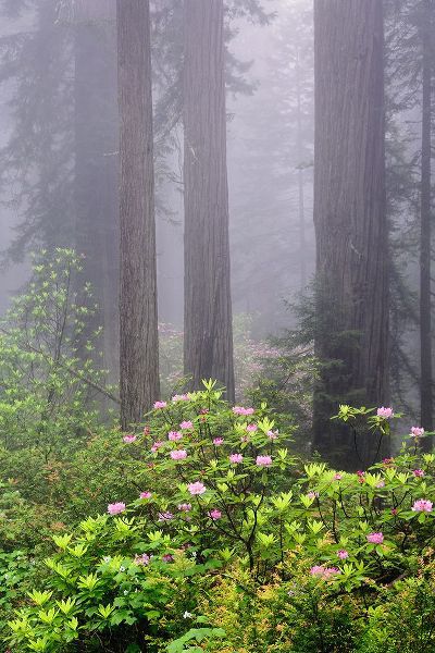Jones, Adam 아티스트의 Redwood trees and Pacific Rhododendron in fog-Redwood National Park-California작품입니다.